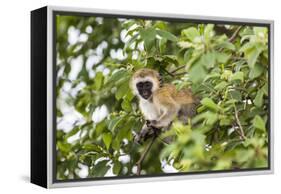 Vervet Monkey (Cercopithecus Aethiops) Sitting in A Tree, South Africa-Curioso Travel Photography-Framed Premier Image Canvas