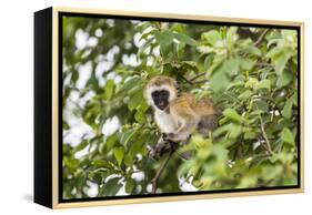 Vervet Monkey (Cercopithecus Aethiops) Sitting in A Tree, South Africa-Curioso Travel Photography-Framed Premier Image Canvas