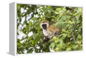 Vervet Monkey (Cercopithecus Aethiops) Sitting in A Tree, South Africa-Curioso Travel Photography-Framed Premier Image Canvas