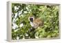 Vervet Monkey (Cercopithecus Aethiops) Sitting in A Tree, South Africa-Curioso Travel Photography-Framed Premier Image Canvas