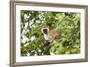 Vervet Monkey (Cercopithecus Aethiops) Sitting in A Tree, South Africa-Curioso Travel Photography-Framed Photographic Print