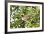 Vervet Monkey (Cercopithecus Aethiops) Sitting in A Tree, South Africa-Curioso Travel Photography-Framed Photographic Print
