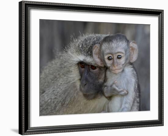 Vervet Monkey (Chlorocebus Aethiops) Infant and Mother, Kruger National Park, South Africa, Africa-null-Framed Photographic Print