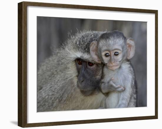 Vervet Monkey (Chlorocebus Aethiops) Infant and Mother, Kruger National Park, South Africa, Africa-null-Framed Photographic Print