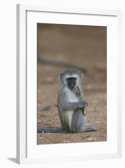 Vervet Monkey (Chlorocebus Aethiops), Juvenile, Kruger National Park, South Africa, Africa-James Hager-Framed Photographic Print