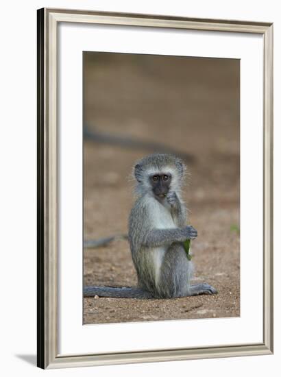 Vervet Monkey (Chlorocebus Aethiops), Juvenile, Kruger National Park, South Africa, Africa-James Hager-Framed Photographic Print