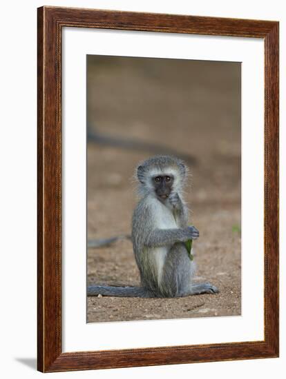 Vervet Monkey (Chlorocebus Aethiops), Juvenile, Kruger National Park, South Africa, Africa-James Hager-Framed Photographic Print