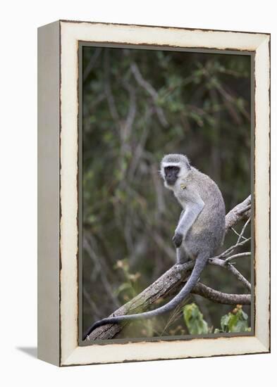 Vervet Monkey (Chlorocebus Aethiops), Kruger National Park, South Africa, Africa-James Hager-Framed Premier Image Canvas