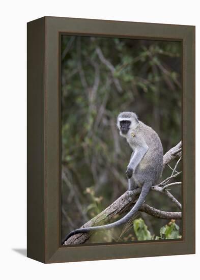 Vervet Monkey (Chlorocebus Aethiops), Kruger National Park, South Africa, Africa-James Hager-Framed Premier Image Canvas