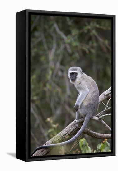 Vervet Monkey (Chlorocebus Aethiops), Kruger National Park, South Africa, Africa-James Hager-Framed Premier Image Canvas