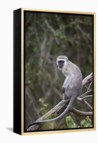 Vervet Monkey (Chlorocebus Aethiops), Kruger National Park, South Africa, Africa-James Hager-Framed Premier Image Canvas