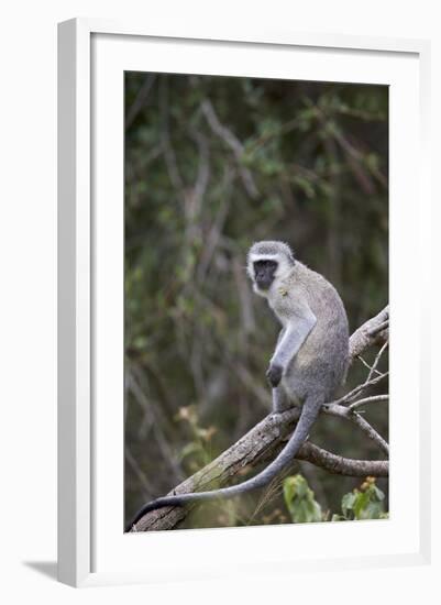 Vervet Monkey (Chlorocebus Aethiops), Kruger National Park, South Africa, Africa-James Hager-Framed Photographic Print