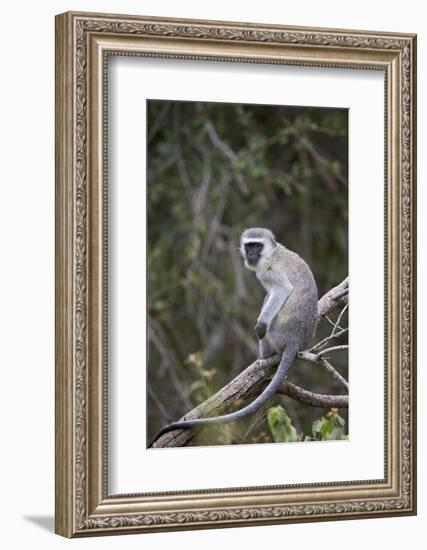 Vervet Monkey (Chlorocebus Aethiops), Kruger National Park, South Africa, Africa-James Hager-Framed Photographic Print