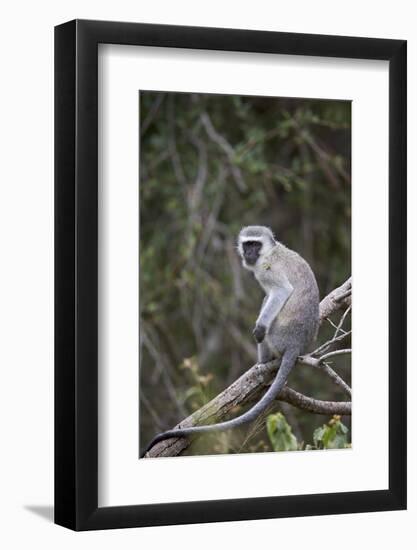 Vervet Monkey (Chlorocebus Aethiops), Kruger National Park, South Africa, Africa-James Hager-Framed Photographic Print