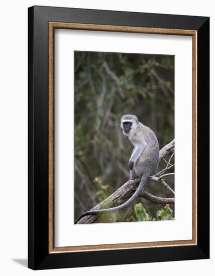 Vervet Monkey (Chlorocebus Aethiops), Kruger National Park, South Africa, Africa-James Hager-Framed Photographic Print