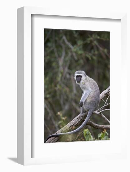 Vervet Monkey (Chlorocebus Aethiops), Kruger National Park, South Africa, Africa-James Hager-Framed Photographic Print