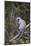 Vervet Monkey (Chlorocebus Aethiops), Kruger National Park, South Africa, Africa-James Hager-Mounted Photographic Print