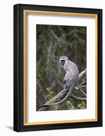 Vervet Monkey (Chlorocebus Aethiops), Kruger National Park, South Africa, Africa-James Hager-Framed Photographic Print