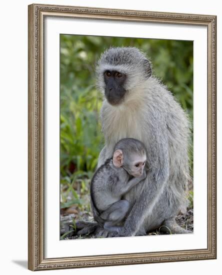 Vervet Monkey (Chlorocebus Aethiops) Mother and Infant, Kruger National Park, South Africa, Africa-null-Framed Photographic Print