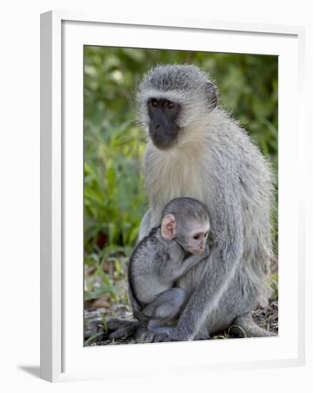 Vervet Monkey (Chlorocebus Aethiops) Mother and Infant, Kruger National Park, South Africa, Africa-null-Framed Photographic Print