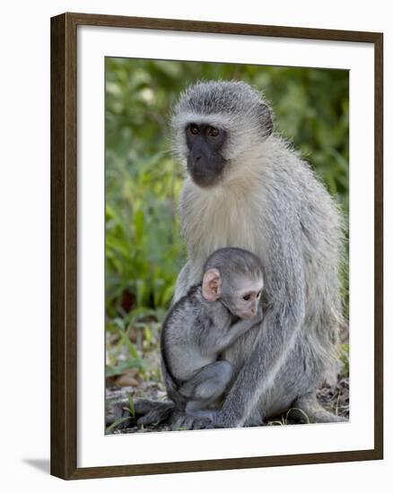 Vervet Monkey (Chlorocebus Aethiops) Mother and Infant, Kruger National Park, South Africa, Africa-null-Framed Photographic Print