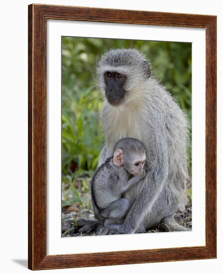 Vervet Monkey (Chlorocebus Aethiops) Mother and Infant, Kruger National Park, South Africa, Africa-null-Framed Photographic Print