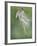 Vervet Monkey (Chlorocebus Pygerythrus) Baby Jumping Between Branches, Photographed Mid Air-Wim van den Heever-Framed Photographic Print