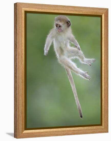 Vervet Monkey (Chlorocebus Pygerythrus) Baby Jumping Between Branches, Photographed Mid Air-Wim van den Heever-Framed Premier Image Canvas