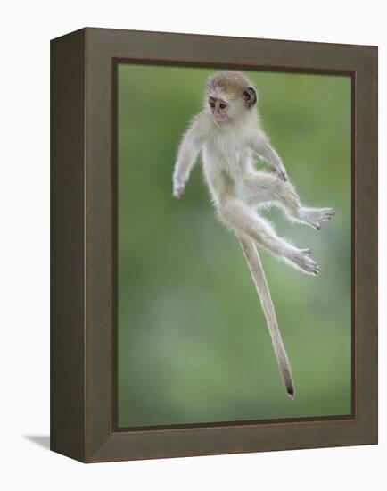 Vervet Monkey (Chlorocebus Pygerythrus) Baby Jumping Between Branches, Photographed Mid Air-Wim van den Heever-Framed Premier Image Canvas