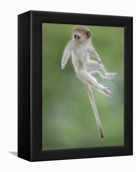 Vervet Monkey (Chlorocebus Pygerythrus) Baby Jumping Between Branches, Photographed Mid Air-Wim van den Heever-Framed Premier Image Canvas