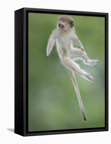 Vervet Monkey (Chlorocebus Pygerythrus) Baby Jumping Between Branches, Photographed Mid Air-Wim van den Heever-Framed Premier Image Canvas