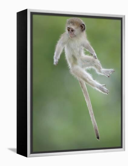 Vervet Monkey (Chlorocebus Pygerythrus) Baby Jumping Between Branches, Photographed Mid Air-Wim van den Heever-Framed Premier Image Canvas