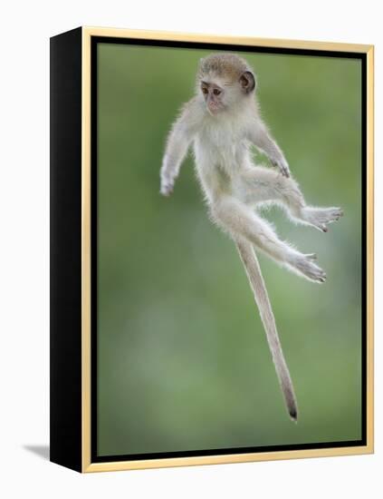 Vervet Monkey (Chlorocebus Pygerythrus) Baby Jumping Between Branches, Photographed Mid Air-Wim van den Heever-Framed Premier Image Canvas