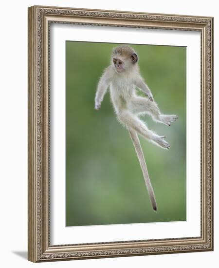 Vervet Monkey (Chlorocebus Pygerythrus) Baby Jumping Between Branches, Photographed Mid Air-Wim van den Heever-Framed Photographic Print