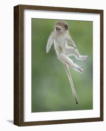 Vervet Monkey (Chlorocebus Pygerythrus) Baby Jumping Between Branches, Photographed Mid Air-Wim van den Heever-Framed Photographic Print