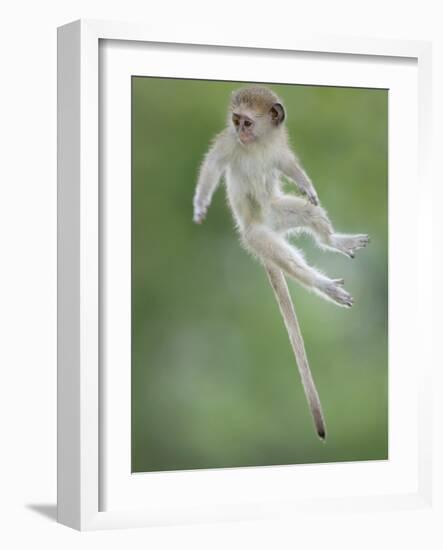 Vervet Monkey (Chlorocebus Pygerythrus) Baby Jumping Between Branches, Photographed Mid Air-Wim van den Heever-Framed Photographic Print