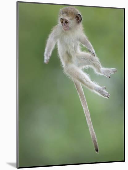 Vervet Monkey (Chlorocebus Pygerythrus) Baby Jumping Between Branches, Photographed Mid Air-Wim van den Heever-Mounted Photographic Print