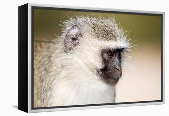 Vervet monkey (Chlorocebus pygerythrus), Kruger National Park, South Africa, Africa-Christian Kober-Framed Premier Image Canvas