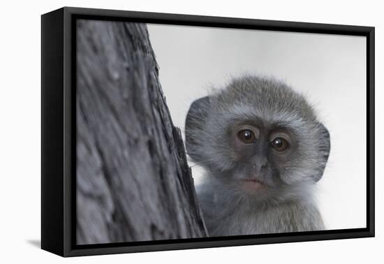 Vervet monkey (Chlorocebus pygerythrus), Moremi Game Reserve, Okavango Delta, Botswana, Africa-Sergio Pitamitz-Framed Premier Image Canvas