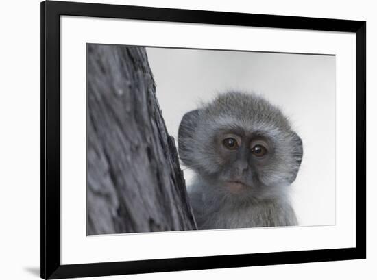 Vervet monkey (Chlorocebus pygerythrus), Moremi Game Reserve, Okavango Delta, Botswana, Africa-Sergio Pitamitz-Framed Photographic Print