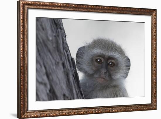 Vervet monkey (Chlorocebus pygerythrus), Moremi Game Reserve, Okavango Delta, Botswana, Africa-Sergio Pitamitz-Framed Photographic Print