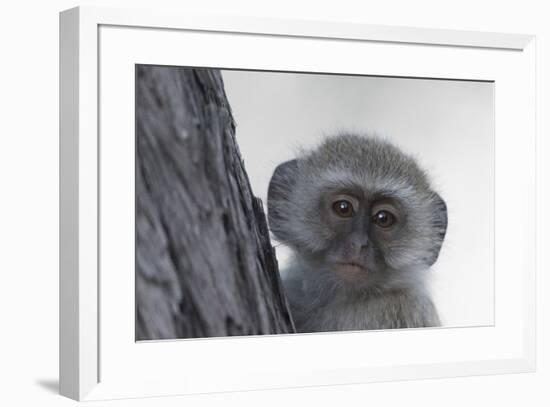 Vervet monkey (Chlorocebus pygerythrus), Moremi Game Reserve, Okavango Delta, Botswana, Africa-Sergio Pitamitz-Framed Photographic Print