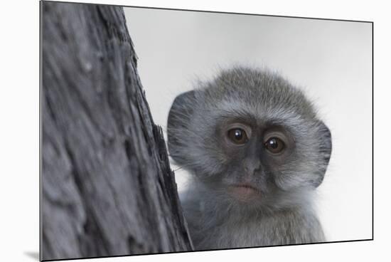 Vervet monkey (Chlorocebus pygerythrus), Moremi Game Reserve, Okavango Delta, Botswana, Africa-Sergio Pitamitz-Mounted Photographic Print