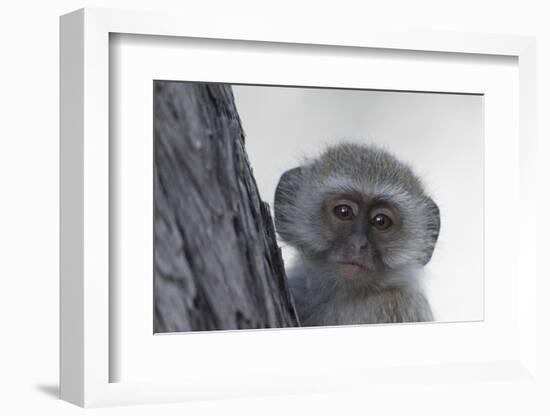 Vervet monkey (Chlorocebus pygerythrus), Moremi Game Reserve, Okavango Delta, Botswana, Africa-Sergio Pitamitz-Framed Photographic Print
