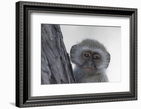 Vervet monkey (Chlorocebus pygerythrus), Moremi Game Reserve, Okavango Delta, Botswana, Africa-Sergio Pitamitz-Framed Photographic Print