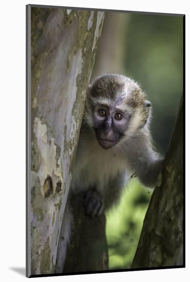 Vervet monkey (Chlorocebus pygerythrus), Uganda, Africa-Ashley Morgan-Mounted Photographic Print