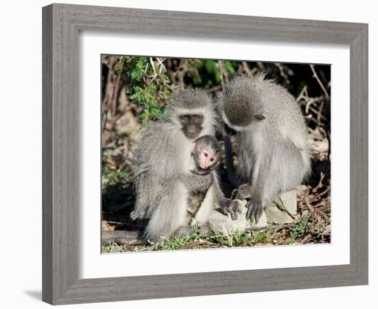 Vervet Monkey Family-ZambeziShark-Framed Photographic Print