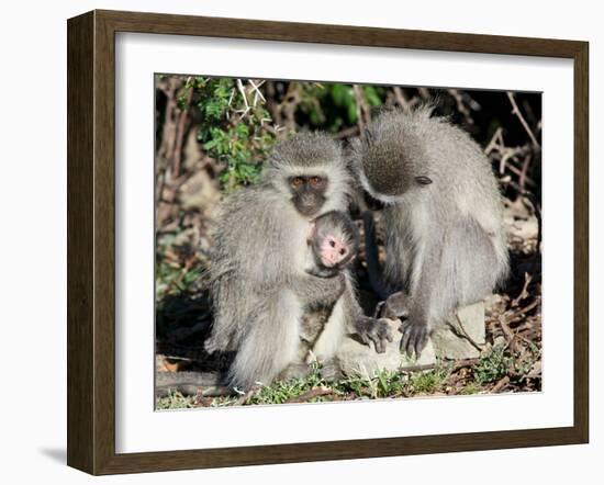 Vervet Monkey Family-ZambeziShark-Framed Photographic Print