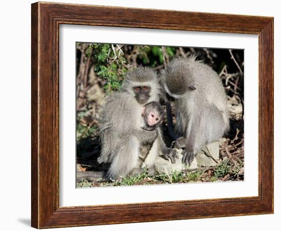 Vervet Monkey Family-ZambeziShark-Framed Photographic Print