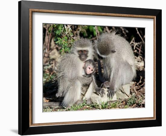 Vervet Monkey Family-ZambeziShark-Framed Photographic Print